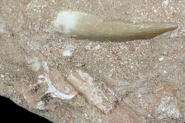 Fossil Plesiosaur (Zarafasaura) Tooth In Sandstone - Morocco #70314